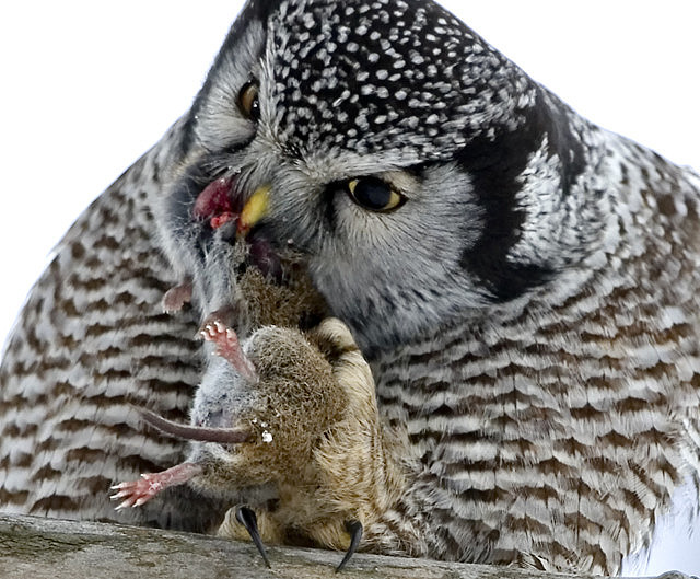 Northern Hawk Owl s76-3-011.jpg